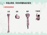 4.11.1 人體的骨骼（課件）2025學年七年級生物下冊北師大版