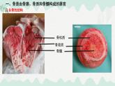 4.11.1 人體的骨骼（課件）2025學年七年級生物下冊北師大版