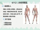 4.11.2 人體的骨骼?。ㄕn件）2025學年七年級生物下冊北師大版