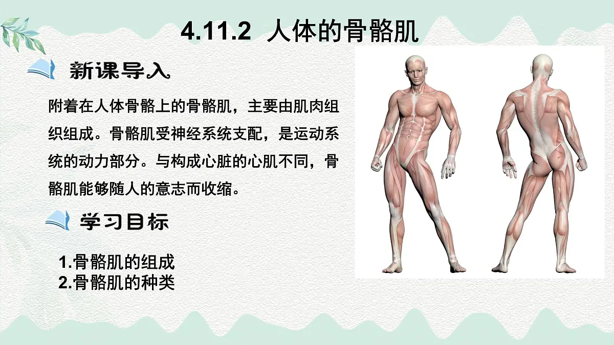 4.11.2 人体的骨骼肌（课件）2025学年七年级生物下册北师大版第1页