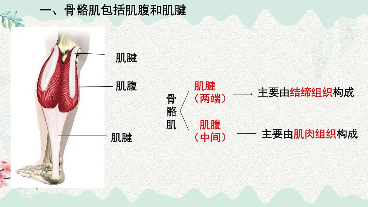 4.11.2 人体的骨骼肌（课件）2025学年七年级生物下册北师大版第2页