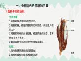 4.11.2 人體的骨骼?。ㄕn件）2025學年七年級生物下冊北師大版