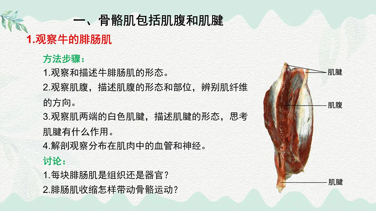 4.11.2 人体的骨骼肌（课件）2025学年七年级生物下册北师大版第3页