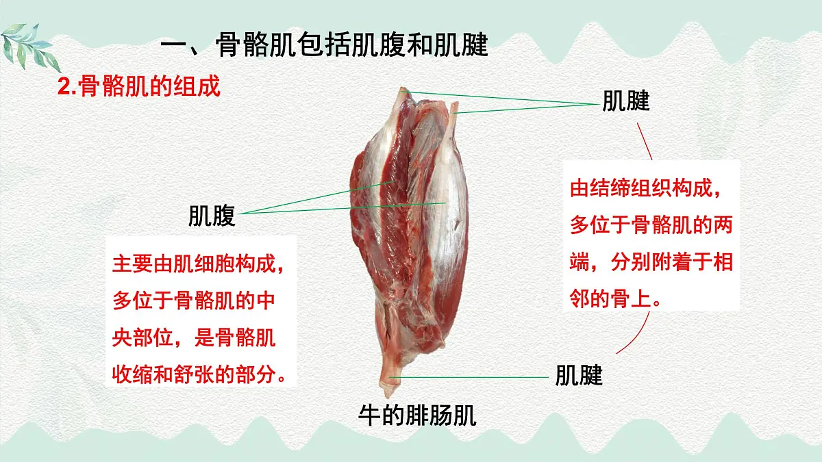 4.11.2 人体的骨骼肌（课件）2025学年七年级生物下册北师大版第4页