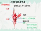 4.11.2 人體的骨骼?。ㄕn件）2025學年七年級生物下冊北師大版
