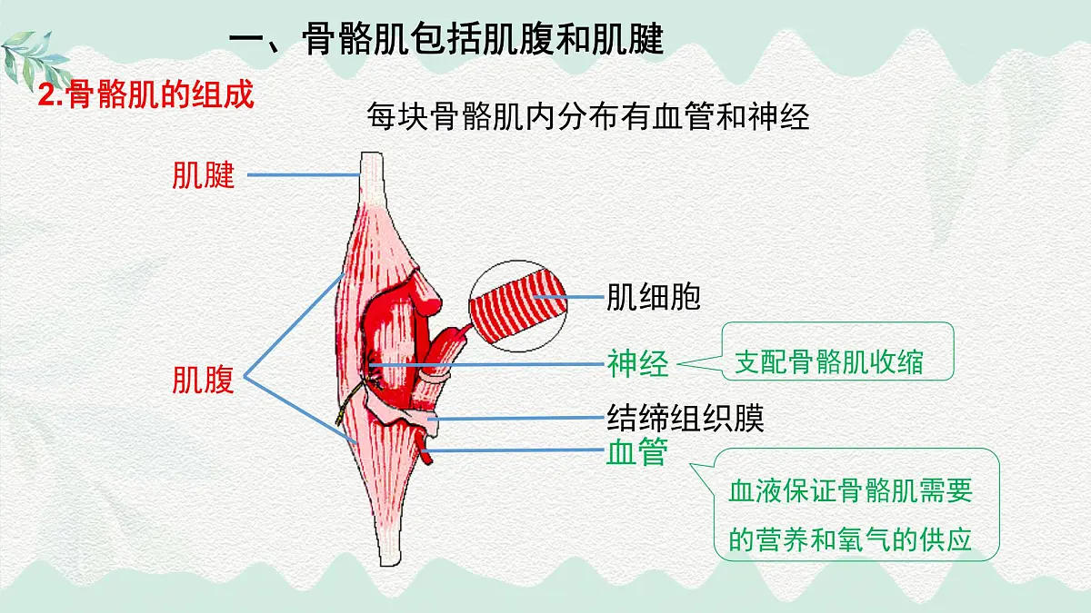 4.11.2 人体的骨骼肌（课件）2025学年七年级生物下册北师大版第5页