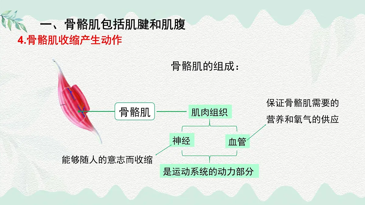4.11.2 人体的骨骼肌（课件）2025学年七年级生物下册北师大版第7页