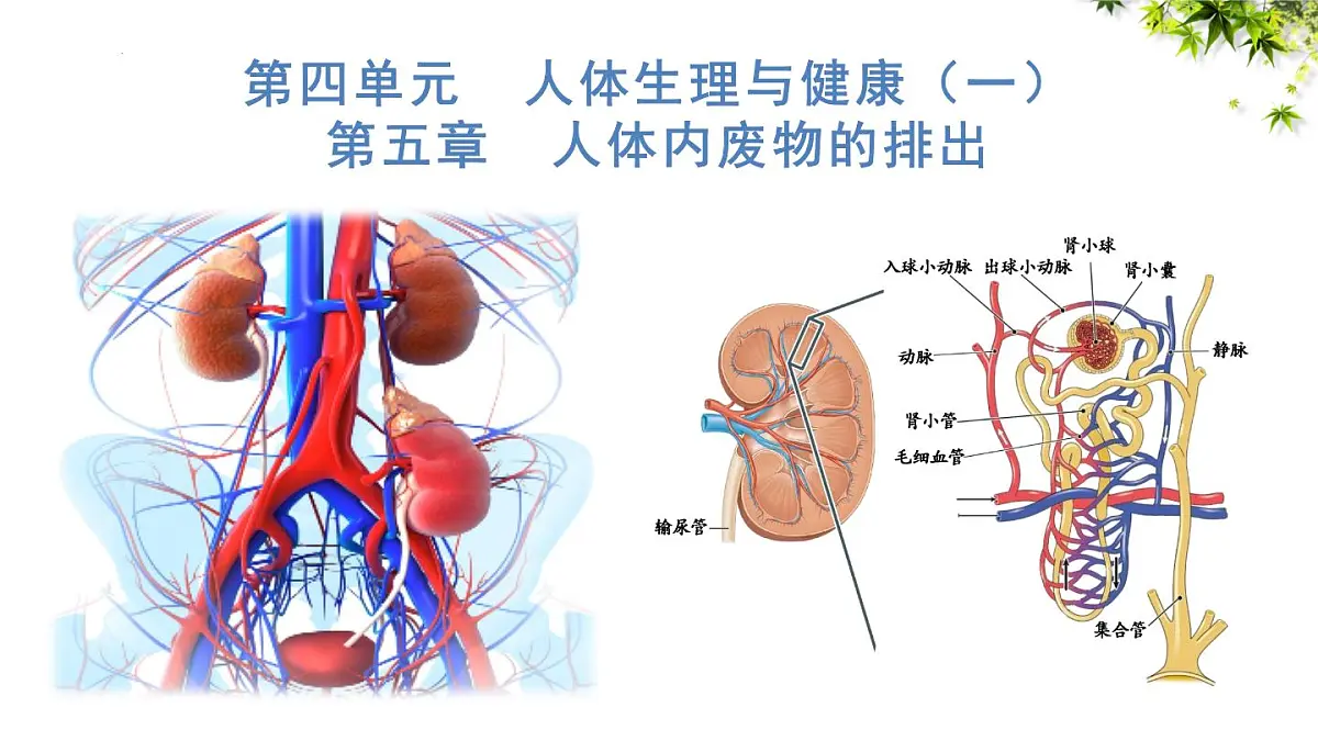 4.5 人体内废物的排出 课件 2025学年人教版七年级生物下册第1页