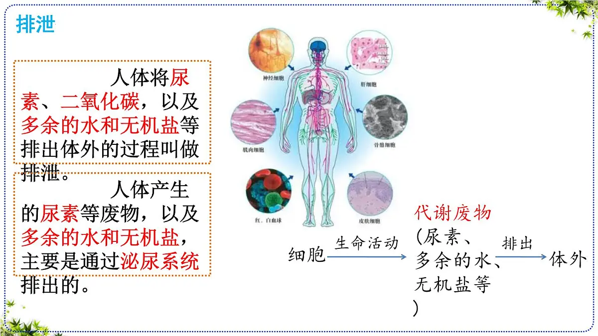 4.5 人体内废物的排出 课件 2025学年人教版七年级生物下册第6页