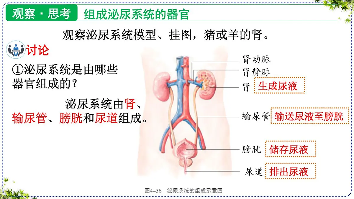 4.5 人体内废物的排出 课件 2025学年人教版七年级生物下册第7页