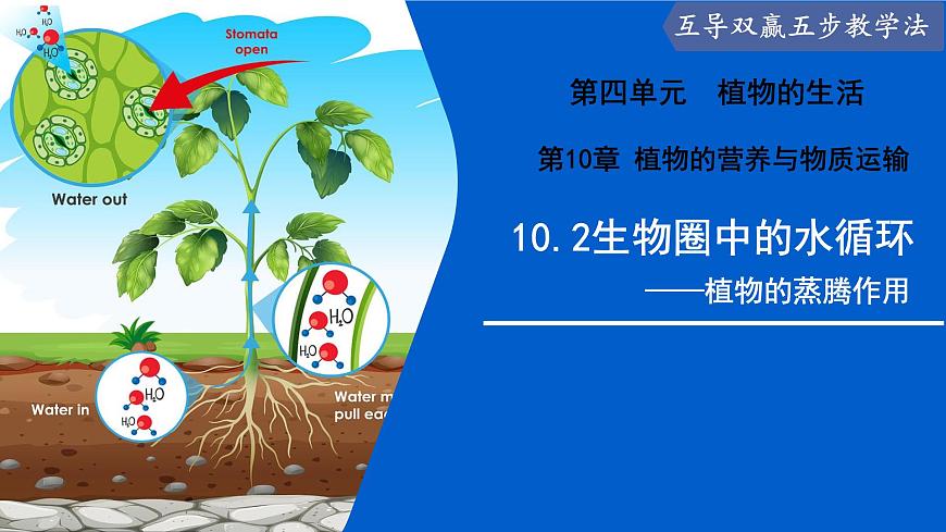 10.2 生物圈中的水循环（课件）2025学年七年级生物下册优质教学课件苏教版第1页