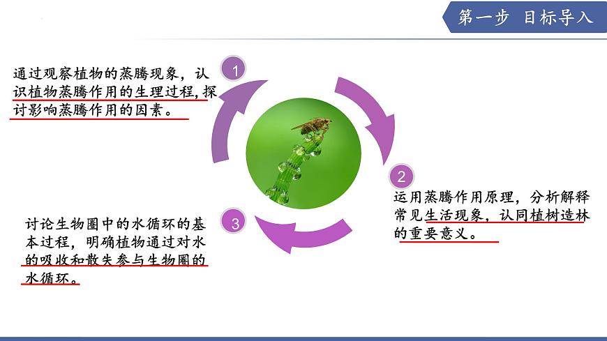 10.2 生物圈中的水循环（课件）2025学年七年级生物下册优质教学课件苏教版第3页