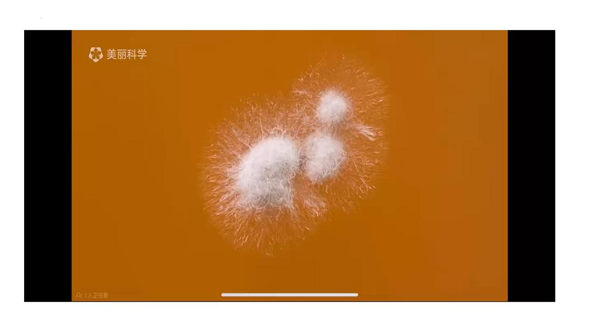 2025年中考一轮复习：微生物专题复习课件第1页
