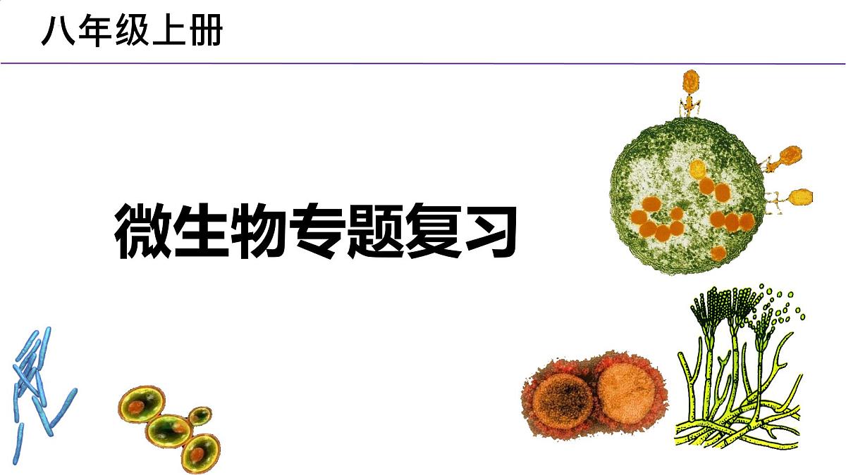 2025年中考一轮复习：微生物专题复习课件第2页