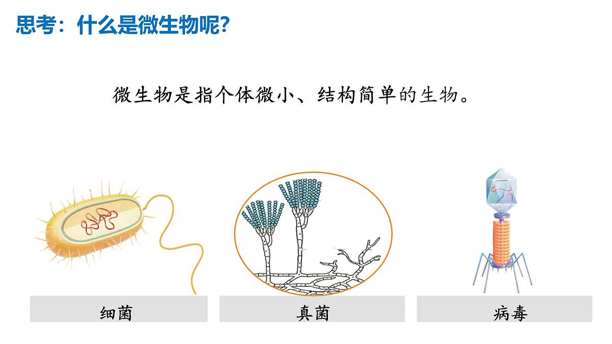 2025年中考一轮复习：微生物专题复习课件第3页