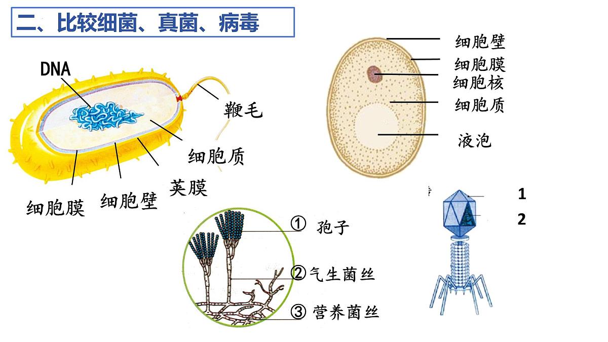 2025年中考一轮复习：微生物专题复习课件第8页