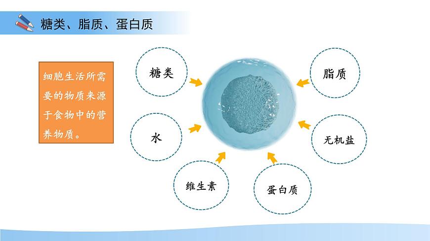1.2 人体生命活动需要的营养物质 第1课时 课件 生物冀少版（2024）七年级下册第三单元第一章第7页