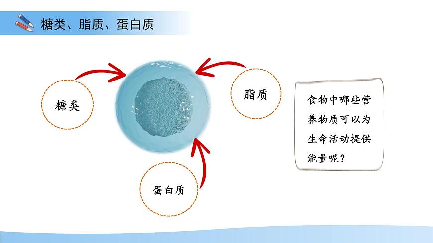 1.2 人体生命活动需要的营养物质 第1课时 课件 生物冀少版（2024）七年级下册第三单元第一章第8页