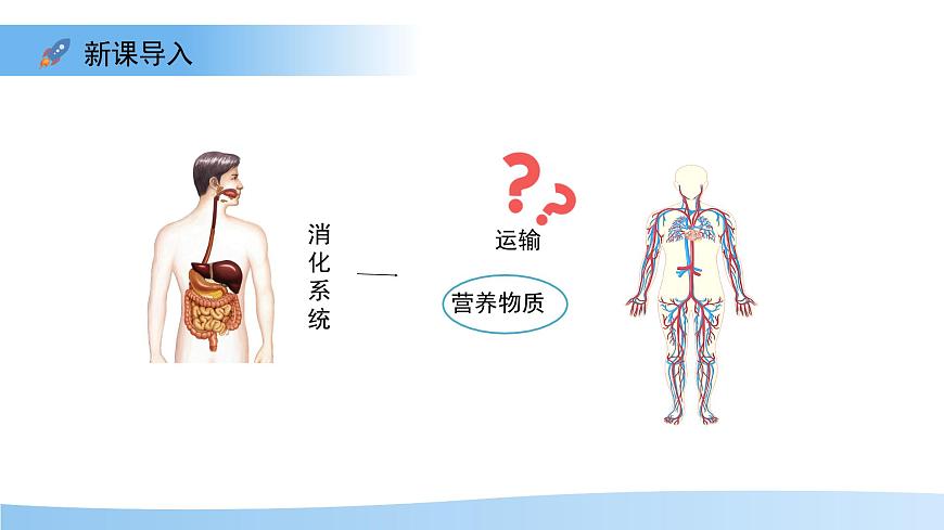 3.2.1.1 血液循环系统的组成——血液 课件 生物冀少版（2024）七年级下册（2024）第三单元第二章第3页