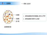 3.2.1.1 血液循環(huán)系統(tǒng)的組成——血液 課件 生物冀少版（2024）七年級下冊（2024）第三單元第二章