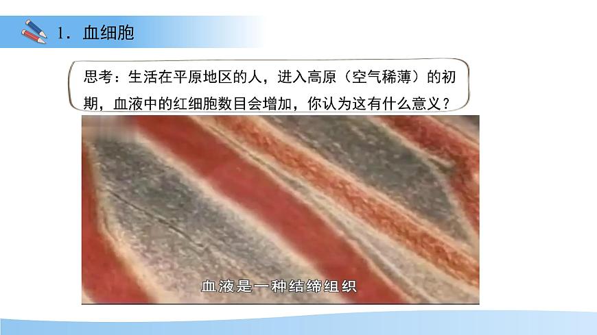 3.2.1.1 血液循环系统的组成——血液 课件 生物冀少版（2024）七年级下册（2024）第三单元第二章第7页