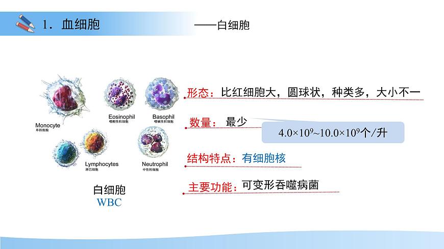 3.2.1.1 血液循环系统的组成——血液 课件 生物冀少版（2024）七年级下册（2024）第三单元第二章第8页