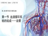 3.2.1.2 血液循環(huán)系統(tǒng)的組成——血管 課件 生物冀少版（2024）七年級(jí)下冊（2024）第三單元第二章