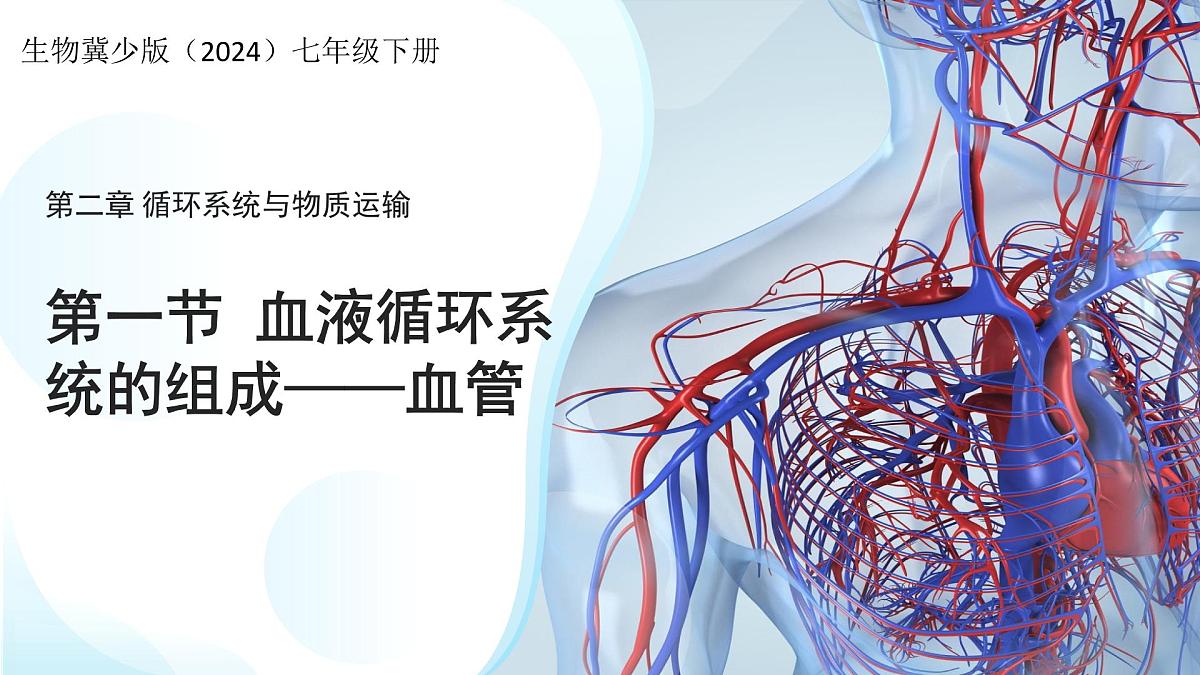 3.2.1.2 血液循环系统的组成——血管 课件 生物冀少版（2024）七年级下册（2024）第三单元第二章第1页