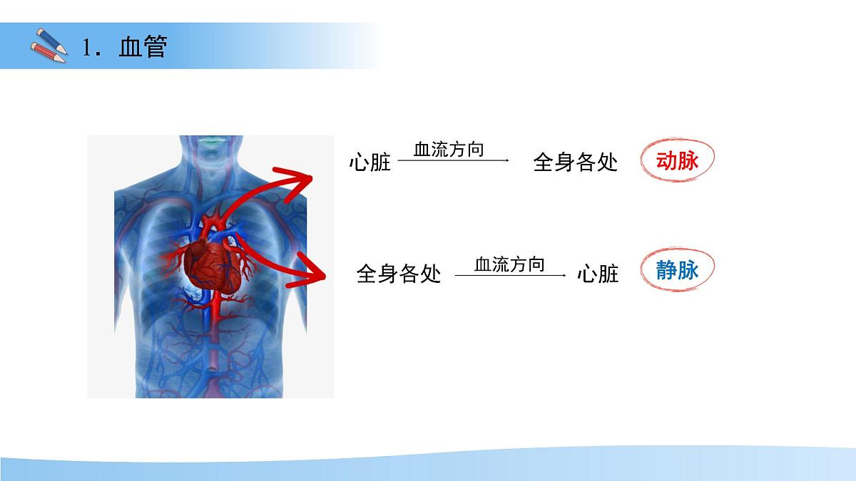 3.2.1.2 血液循环系统的组成——血管 课件 生物冀少版（2024）七年级下册（2024）第三单元第二章第4页