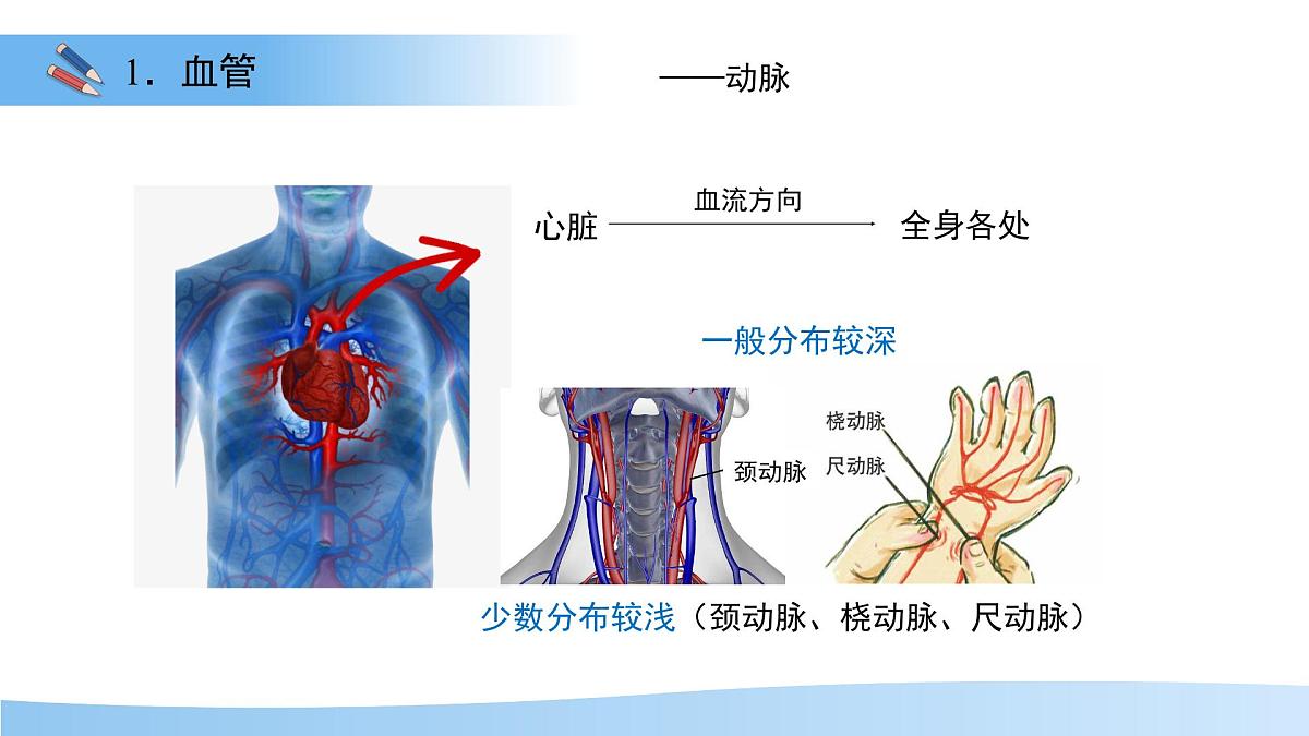 3.2.1.2 血液循环系统的组成——血管 课件 生物冀少版（2024）七年级下册（2024）第三单元第二章第5页
