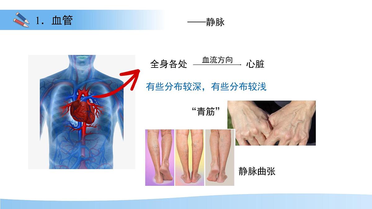 3.2.1.2 血液循环系统的组成——血管 课件 生物冀少版（2024）七年级下册（2024）第三单元第二章第6页