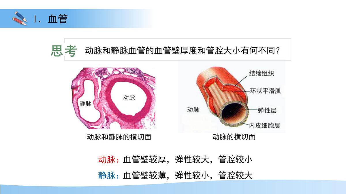 3.2.1.2 血液循环系统的组成——血管 课件 生物冀少版（2024）七年级下册（2024）第三单元第二章第7页