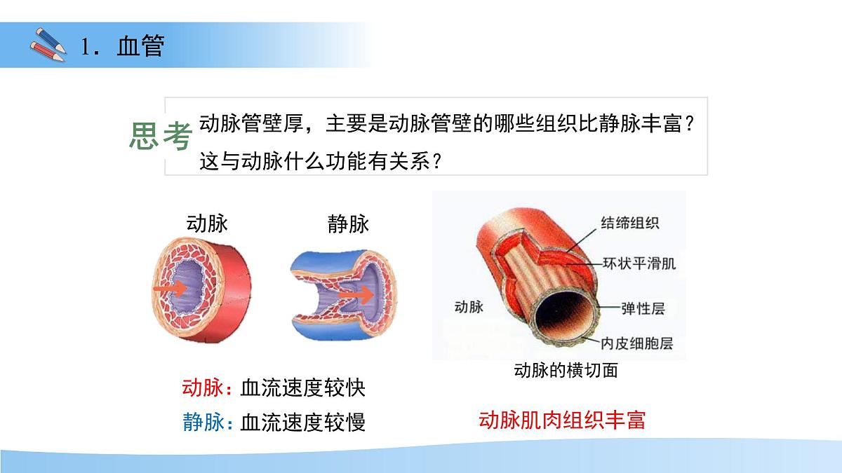 3.2.1.2 血液循环系统的组成——血管 课件 生物冀少版（2024）七年级下册（2024）第三单元第二章第8页