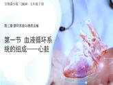 3.2.1.3血液循環(huán)系統(tǒng)的組成——心臟 課件 生物冀少版（2024）七年級下冊（2024）第三單元第二章