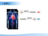 3.2.1.3血液循環(huán)系統(tǒng)的組成——心臟 課件 生物冀少版（2024）七年級下冊（2024）第三單元第二章