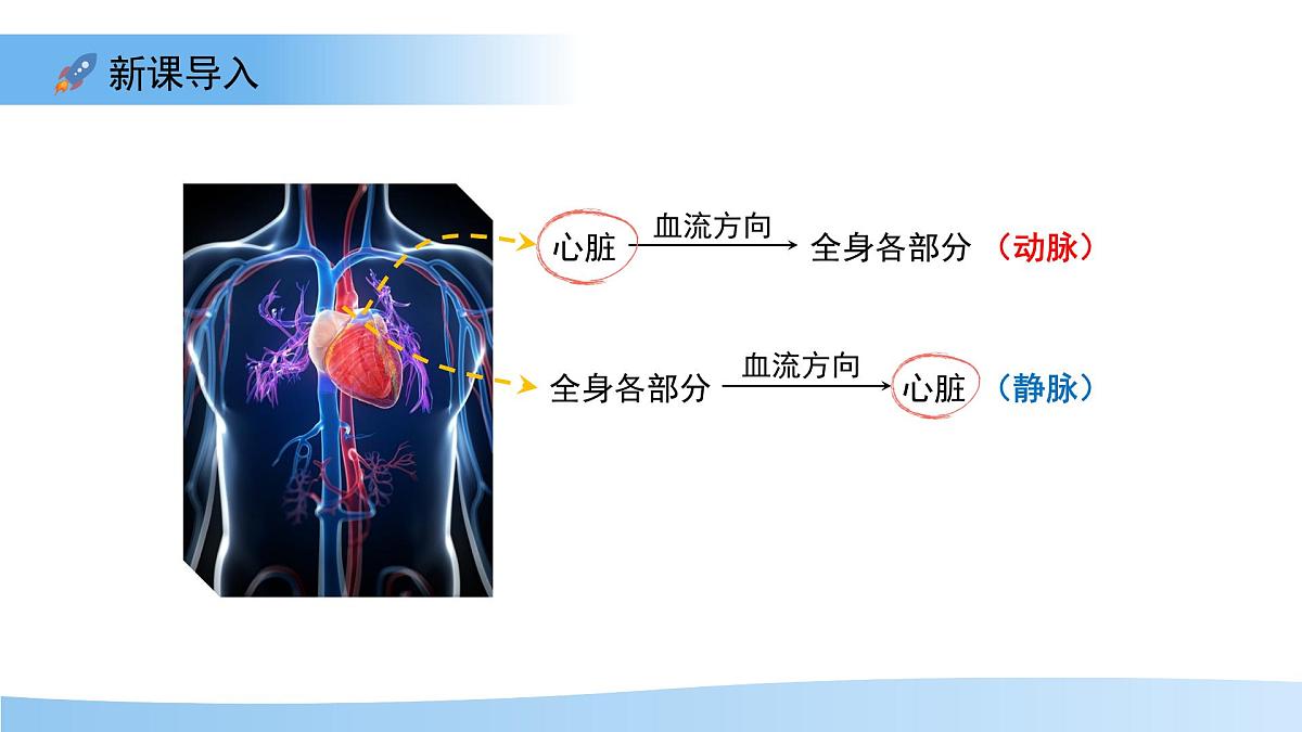 3.2.1.3血液循环系统的组成——心脏 课件 生物冀少版（2024）七年级下册（2024）第三单元第二章第3页