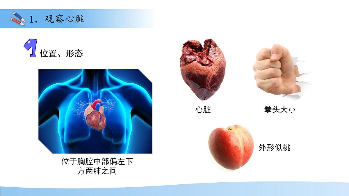 3.2.1.3血液循环系统的组成——心脏 课件 生物冀少版（2024）七年级下册（2024）第三单元第二章第4页
