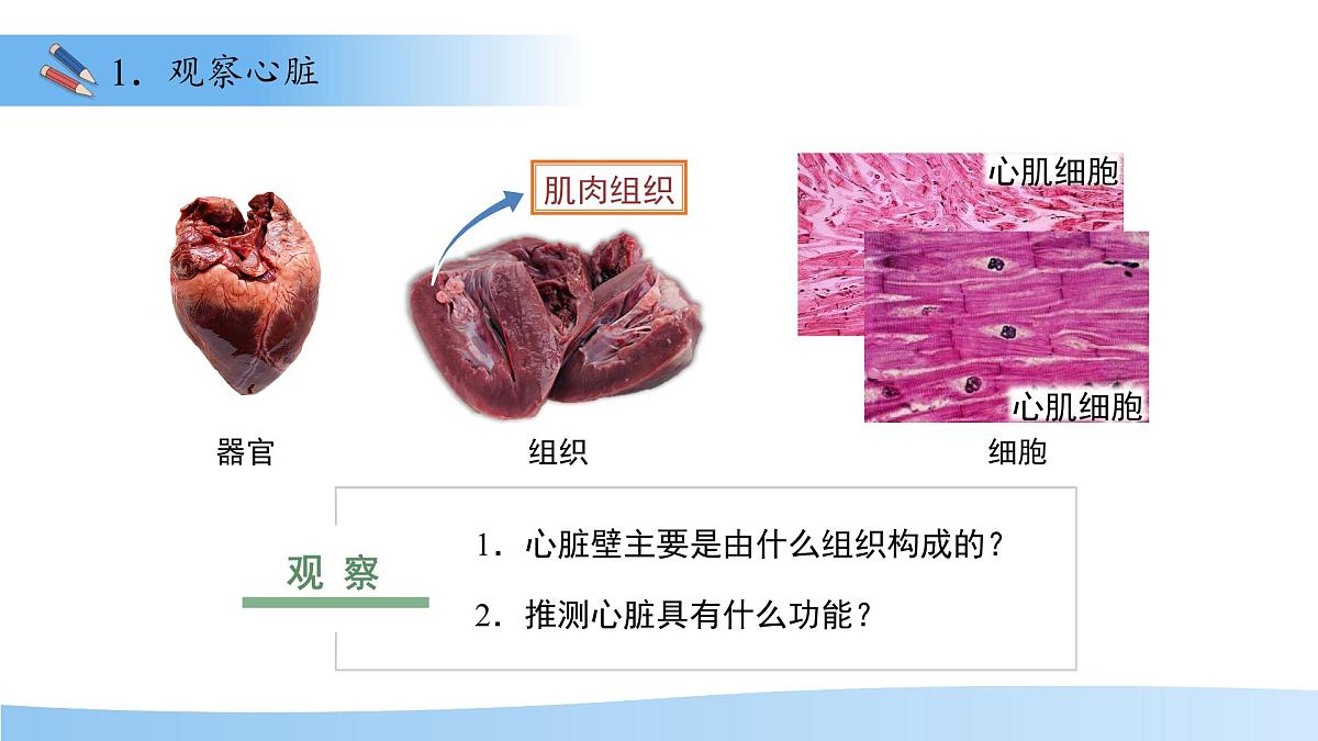 3.2.1.3血液循环系统的组成——心脏 课件 生物冀少版（2024）七年级下册（2024）第三单元第二章第5页