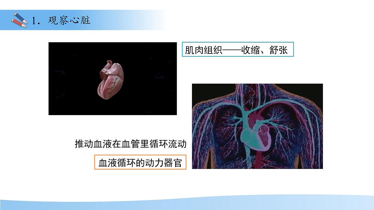 3.2.1.3血液循环系统的组成——心脏 课件 生物冀少版（2024）七年级下册（2024）第三单元第二章第6页
