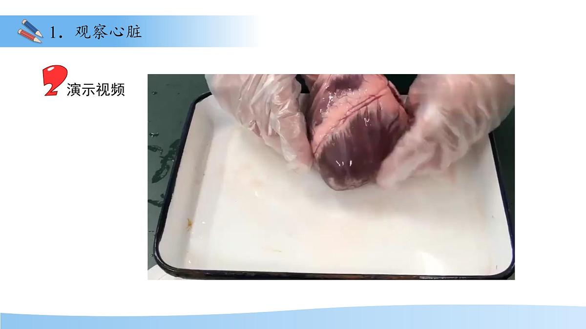 3.2.1.3血液循环系统的组成——心脏 课件 生物冀少版（2024）七年级下册（2024）第三单元第二章第7页