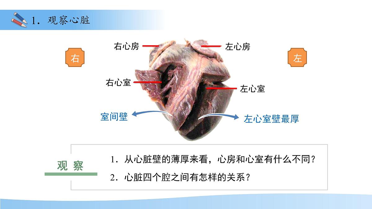 3.2.1.3血液循环系统的组成——心脏 课件 生物冀少版（2024）七年级下册（2024）第三单元第二章第8页