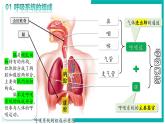 4.3.1 呼吸道对空气的处理 - 初中生物七年级下册 同步教学课件+教学设计（人教版2024）