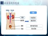 3.4 泌尿系統(tǒng)與廢物排出 章末復(fù)習(xí)課件 生物冀少版（2024）七年級下冊第三單元第四章