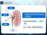 3.4 泌尿系統(tǒng)與廢物排出 章末復(fù)習(xí)課件 生物冀少版（2024）七年級下冊第三單元第四章