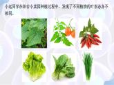初中生物蘇教版（2024）七年級下冊4.10.1 植物的營養(yǎng)器官（第2-3課時） 課件