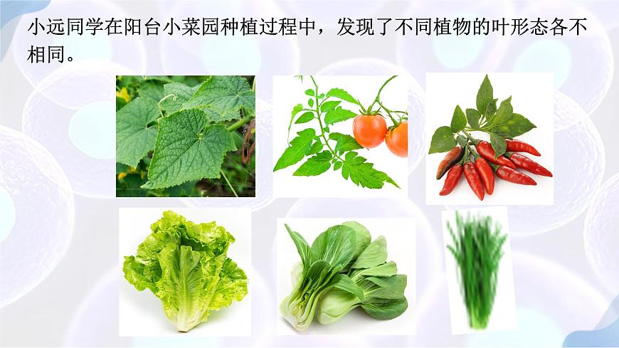 初中生物苏教版（2024）七年级下册4.10.1 植物的营养器官（第2-3课时） 课件第3页