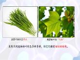 初中生物蘇教版（2024）七年級下冊4.10.1 植物的營養(yǎng)器官（第2-3課時） 課件