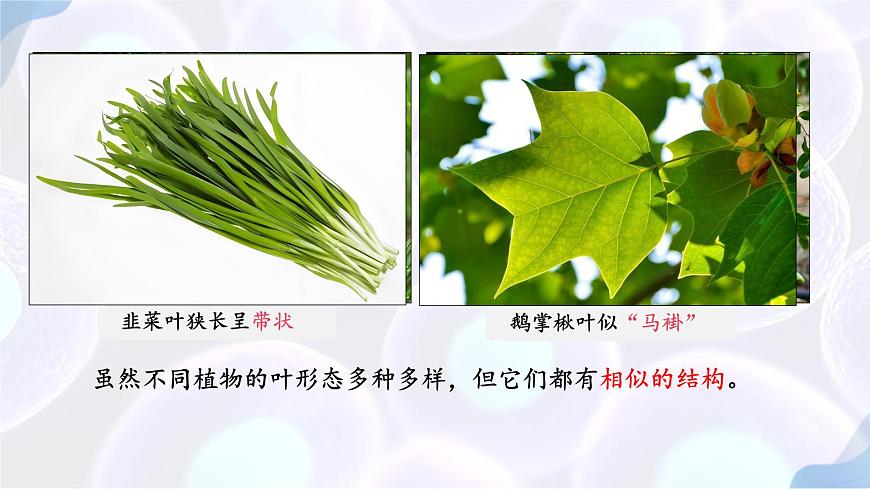 初中生物苏教版（2024）七年级下册4.10.1 植物的营养器官（第2-3课时） 课件第4页