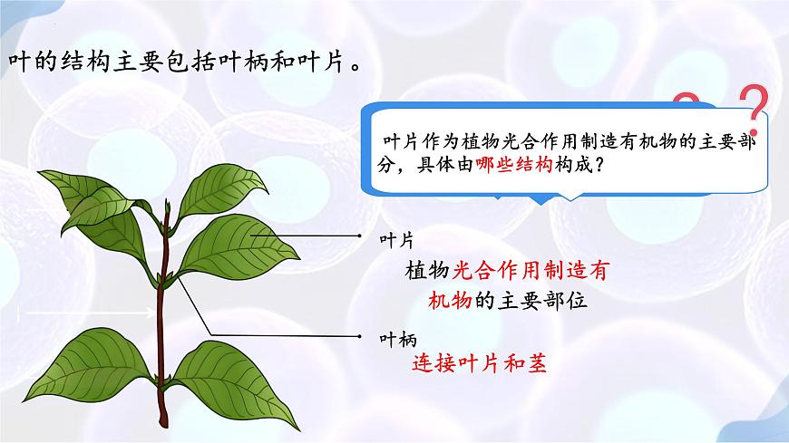 初中生物苏教版（2024）七年级下册4.10.1 植物的营养器官（第2-3课时） 课件第5页
