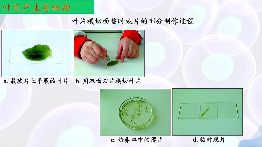 初中生物苏教版（2024）七年级下册4.10.1 植物的营养器官（第2-3课时） 课件第7页